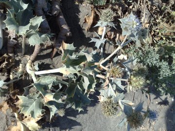 Pianta spinosa e coriacea -  Eryngium maritimum